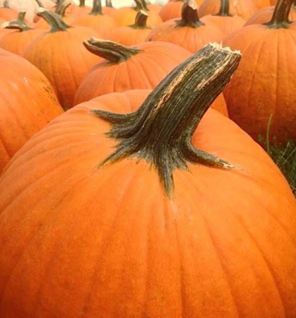 Hann Farms Pumpkin Patch 1