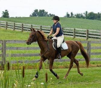 Clearwater Equestrian Center 1